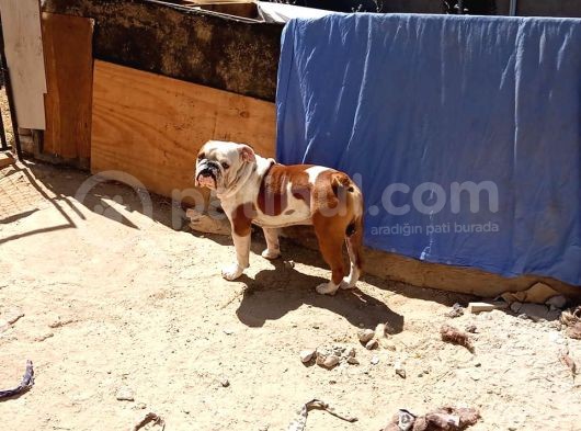 Yeti̇şki̇n Erkek İngi̇li̇z Bulldog görsel