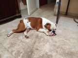 Yeti̇şki̇n Erkek İngi̇li̇z Bulldog