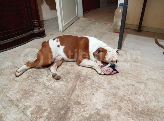 Yeti̇şki̇n Erkek İngi̇li̇z Bulldog görsel