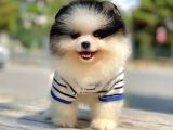 Safkan Pomerani̇an Boo Yavrularimiz