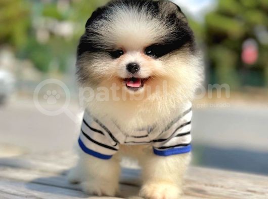 Safkan Pomerani̇an Boo Yavrularimiz görsel