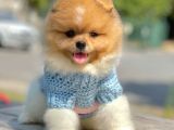 Safkan Pomerani̇an Boo Yavrularimiz