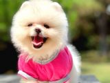 Safkan Pomerani̇an Boo Yavrularimiz