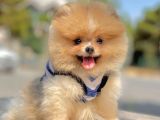Safkan Pomerani̇an Boo Yavrularimiz