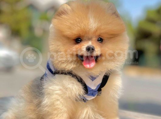 Safkan Pomerani̇an Boo Yavrularimiz görsel