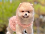 Safkan Pomerani̇an Boo Yavrularimiz