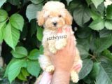 Apricot Kayısı Renk Toy Poodle Dişi Yavrumuz
