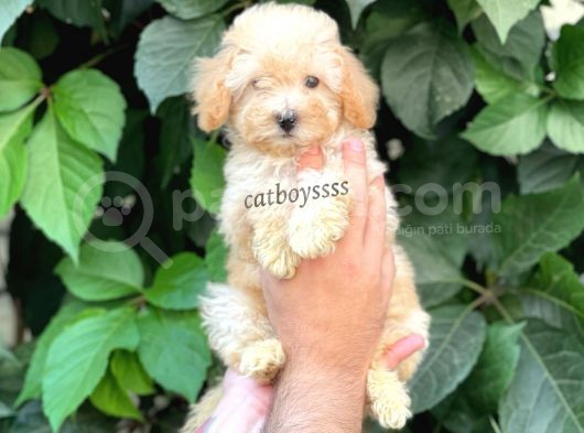 Apricot Kayısı Renk Toy Poodle Dişi Yavrumuz görsel