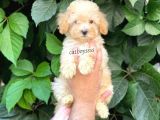Apricot Kayısı Renk Toy Poodle Dişi Yavrumuz