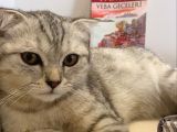 4 Aylık Erkek Scottish Fold