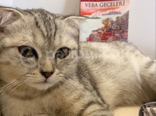 4 Aylık Erkek Scottish Fold görsel