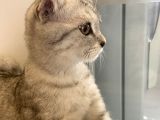 4 Aylık Erkek Scottish Fold