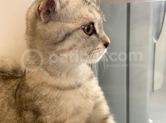 4 Aylık Erkek Scottish Fold görsel