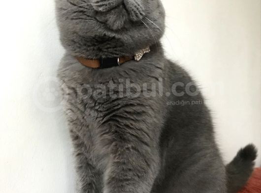 Tosun Paşaya Di̇şi̇ Eş Ariyoruz görsel