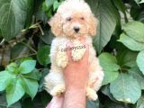 Apricot Toy Poodle Dişi Yavrumuz