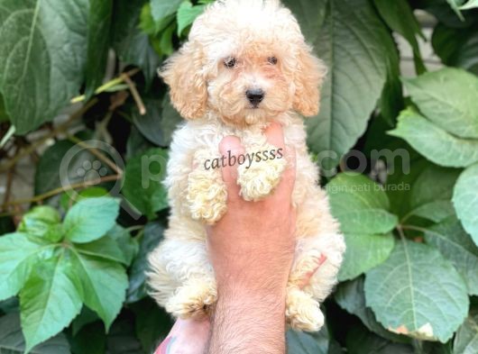 Apricot Toy Poodle Dişi Yavrumuz görsel