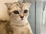 4 Aylık Erkek Scottish Fold