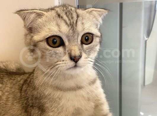 4 Aylık Erkek Scottish Fold