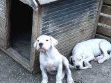 2 Aylık Dogo Yavruları