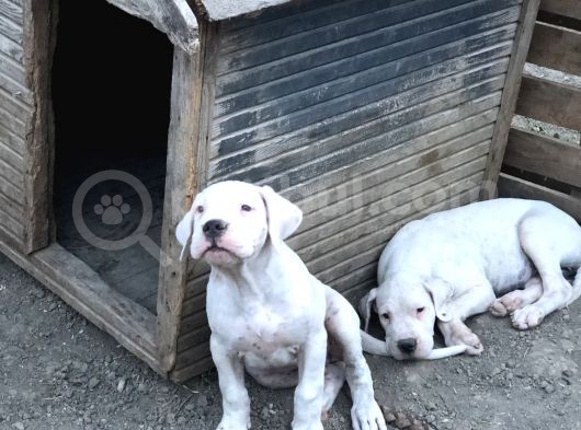 2 Aylık Dogo Yavruları görsel