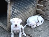 2 Aylık Dogo Yavruları