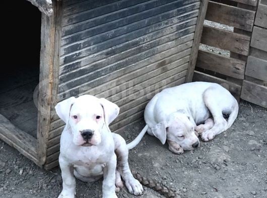 2 Aylık Dogo Yavruları görsel