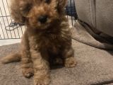 3 Aylık Dişi Toy Poodle Red Brown