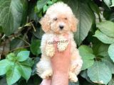 Apricot Toy Poodle Dişi Yavrumuz