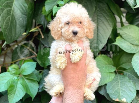 Apricot Toy Poodle Dişi Yavrumuz