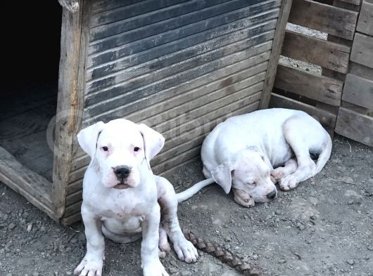 2 Aylık Dogo Yavruları