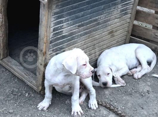2 Aylık Dogo Yavruları görsel