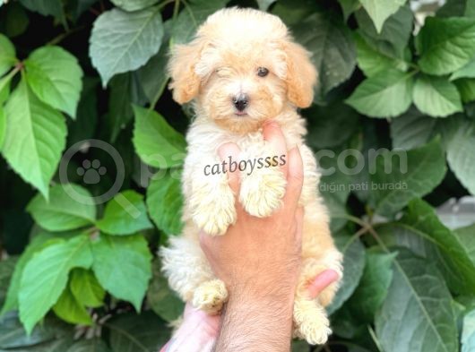 Apricot Kayısı Renk Toy Poodle Dişi Yavrumuz görsel