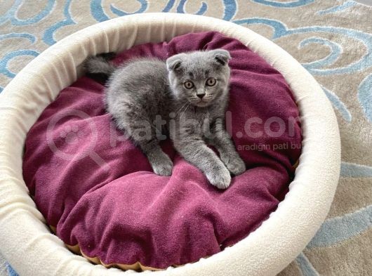Oyuncu Scottish Fold Kedimiz Yeni Ailesini Arıyor görsel