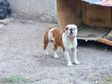 Yeti̇şki̇n Erkek İngi̇li̇z Bulldog