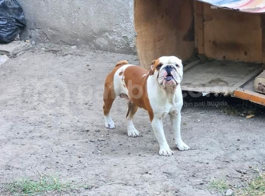 Yeti̇şki̇n Erkek İngi̇li̇z Bulldog görsel