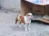 Yeti̇şki̇n Erkek İngi̇li̇z Bulldog