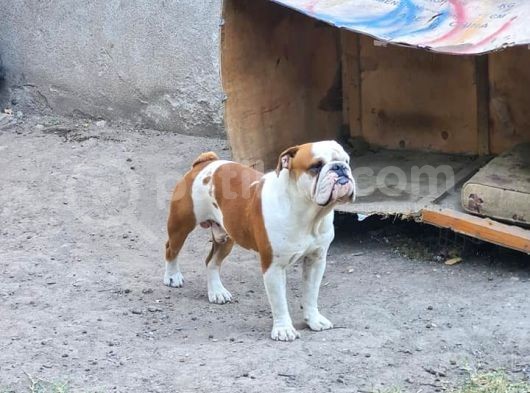 Yeti̇şki̇n Erkek İngi̇li̇z Bulldog görsel