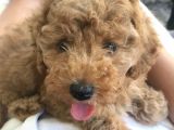 3 Aylık Dişi Toy Poodle Red Brown