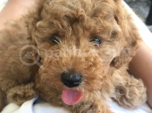 3 Aylık Dişi Toy Poodle Red Brown