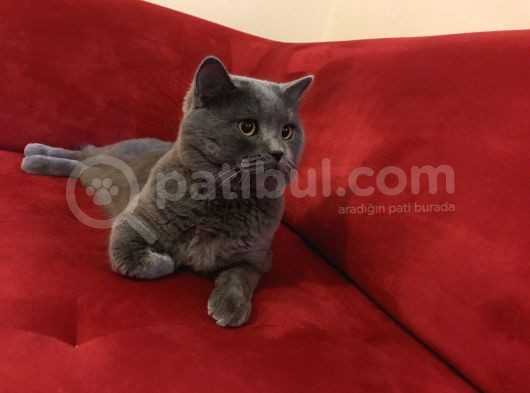 Tosun Paşaya Di̇şi̇ Eş Ariyoruz görsel