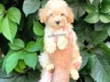 Apricot Kayısı Renk Toy Poodle Dişi Yavrumuz