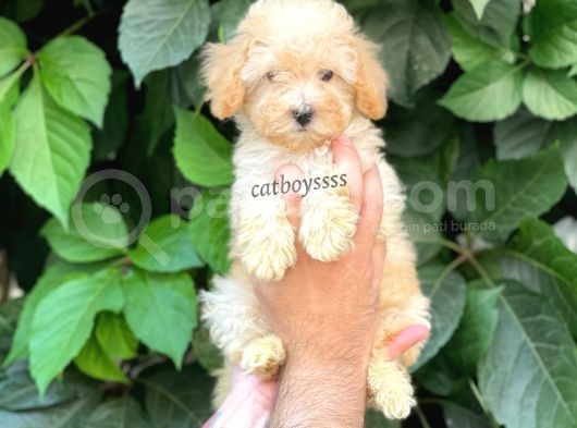Apricot Kayısı Renk Toy Poodle Dişi Yavrumuz görsel