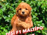 2.5 Aylik Di̇şi̇ Malti̇po