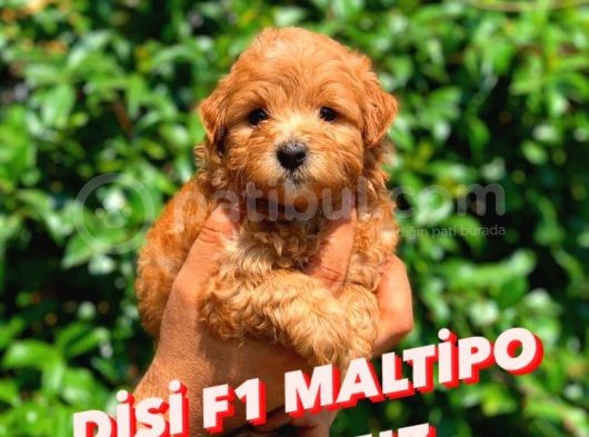 2.5 Aylik Di̇şi̇ Malti̇po