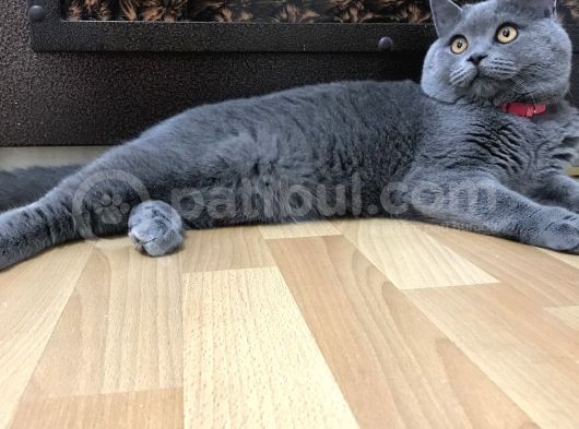 Tosun Paşaya Di̇şi̇ Eş Ariyoruz görsel