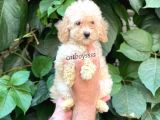 Apricot Toy Poodle Dişi Yavrumuz