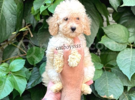 Apricot Toy Poodle Dişi Yavrumuz görsel