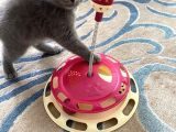 Oyuncu Scottish Fold Kedimiz Yeni Ailesini Arıyor