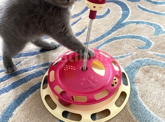 Oyuncu Scottish Fold Kedimiz Yeni Ailesini Arıyor