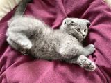 Oyuncu Scottish Fold Kedimiz Yeni Ailesini Arıyor